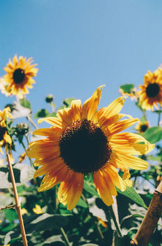 Brighter than Bright - Free image #300605